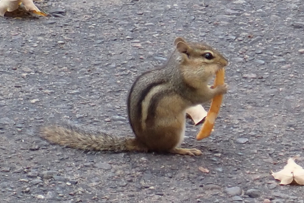 The food has been seen making some unsettling dietary choices.
