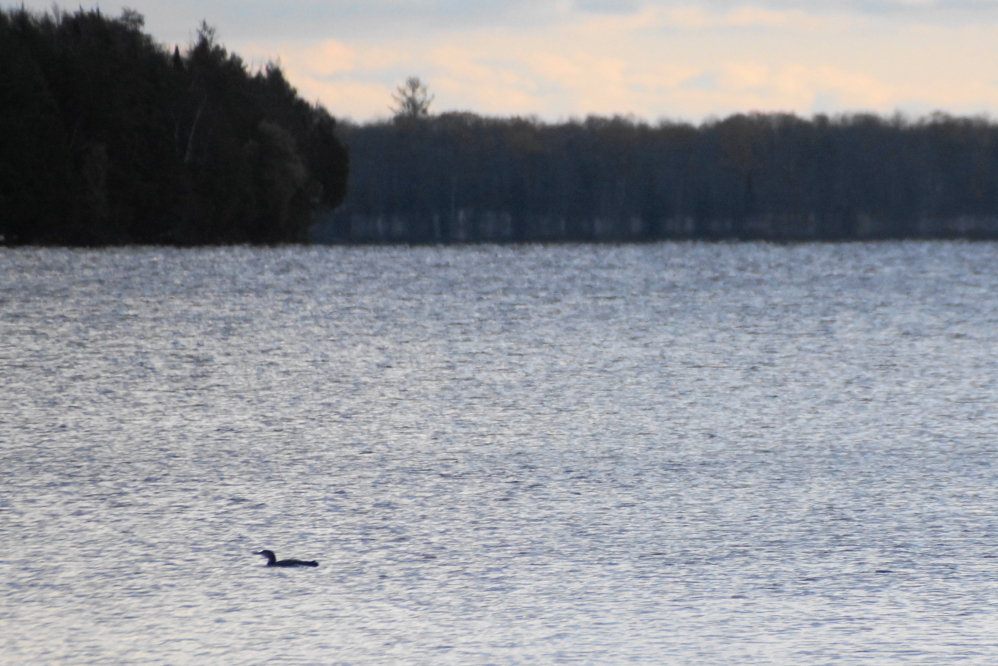 The lake temperature has dropped below 50°F. Despite the cool water and colder air, we did see one guy fishing.