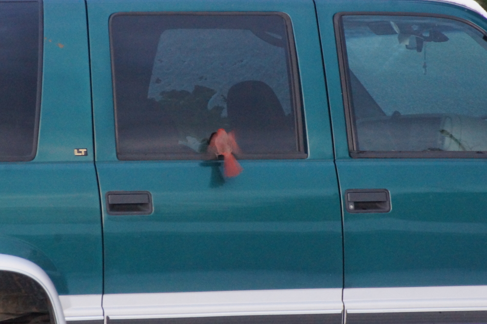 When not emptying feeders, he can be seen attacking his reflection in mirrored surfaces of local cars (and trucks).