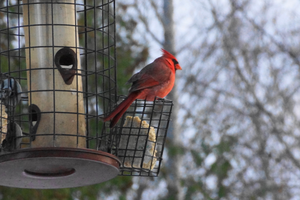 No eagles were spotted last week, but we've been seeing more of this colorful character.