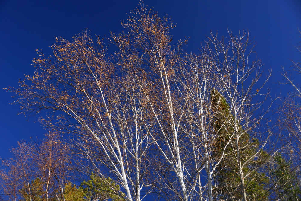 As the snow slowly melted in the sun, the last of the leaves also melted from the trees.