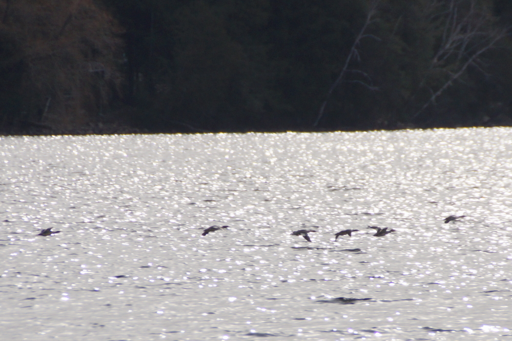 Flights of many types of migratory birds, mostly mergansers, were seen resting on Lucerne then taking off and continuing south.