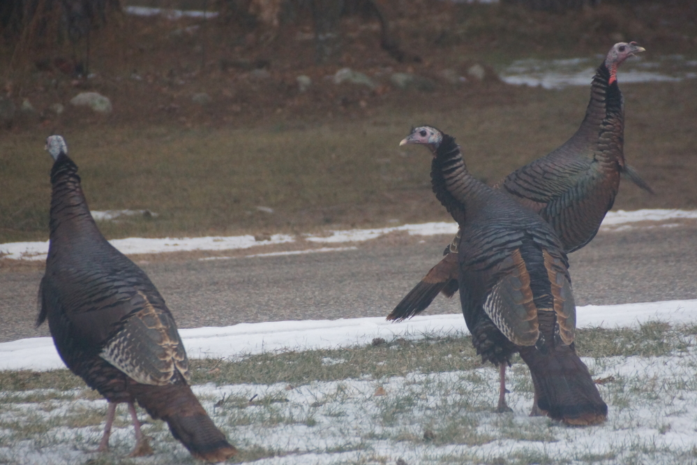 The north end's turkeys are back!