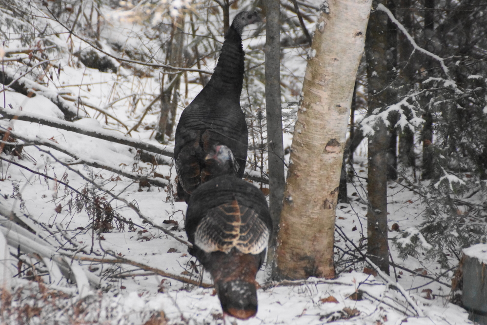 Following the raid on the bar's bird feed, they strut back into the woods. After going just a few feet into the forest, they become really hard to spot.