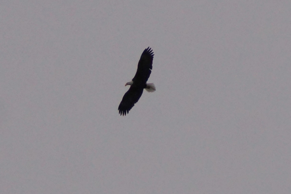 With the more open water came more eagle sightings.