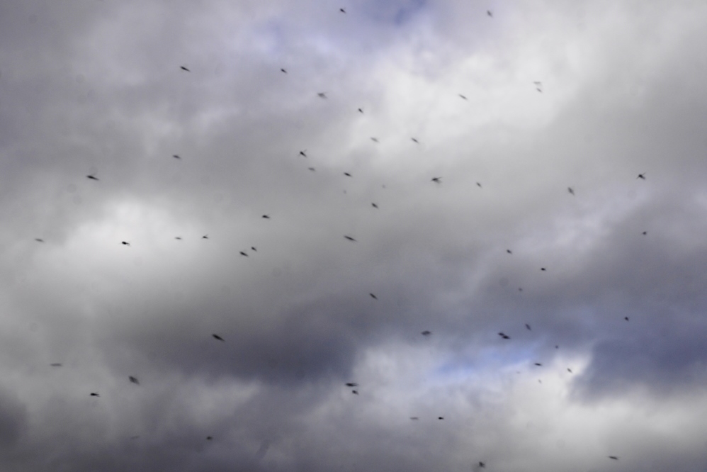 It'd be better for the men to mow after the swarms of bugs recede a bit further.