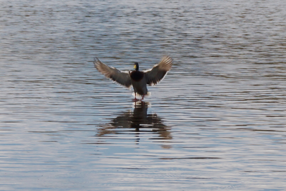After all the work, the first footers were spotted on the water.