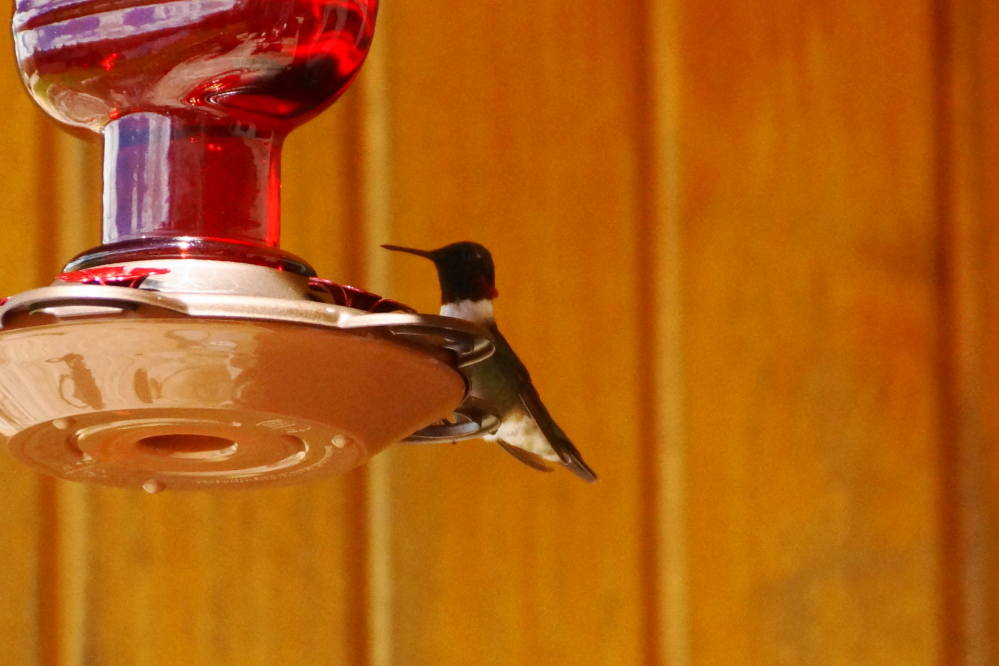 The first hummingbirds are back.