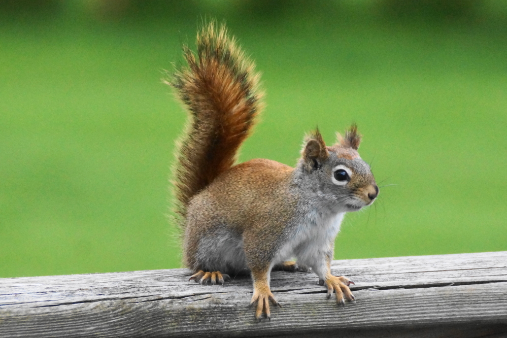 <a href='/WeeklySummaryPages/2022/1106/SquirrelFacts.html' class ='defaultlink2' target='_blank'>Others tried their luck</a> on local bird feeders.