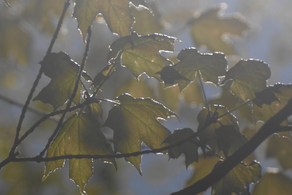 At the start of the week, tree leaves were uncommon. At the end of the week, any tree that remained un-leafed could be tagged as near future firewood.
