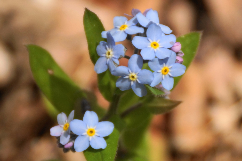 Other bits of color were spotted on the forest floor.