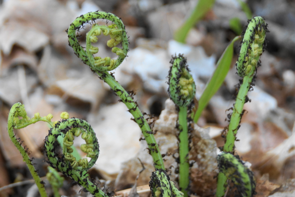 And the ferns are starting. I've been told you can eat 'em. I've never been that hungry.