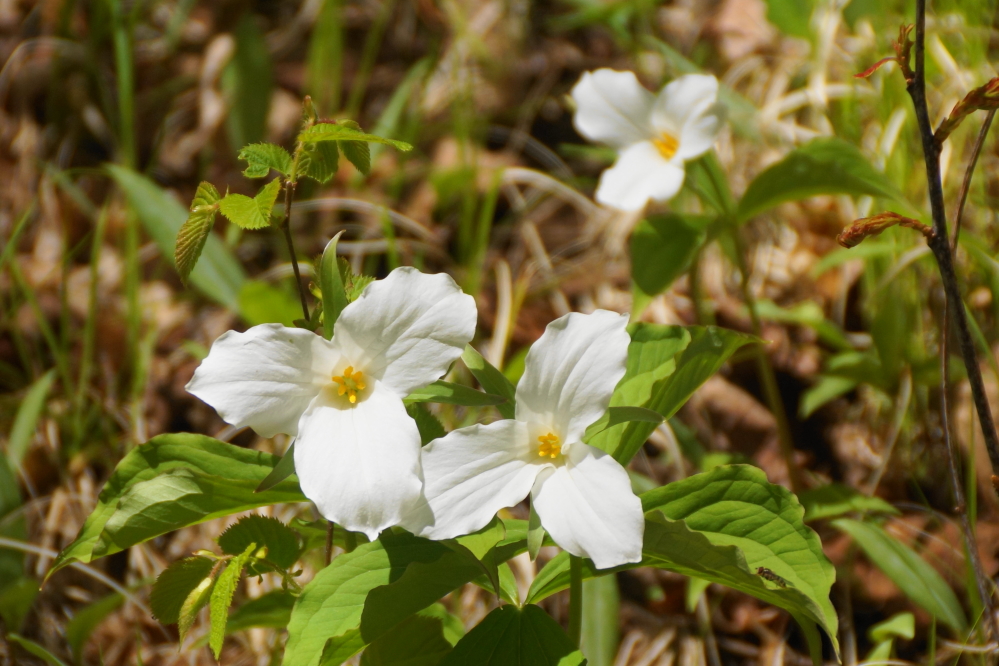 The warmer (for May) weather has made the plants happy. The trillium are popping up.