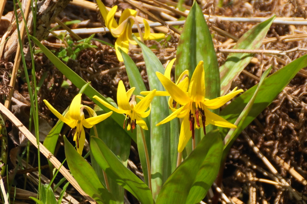 By the end of the week, the trout lilies were in full yellow.