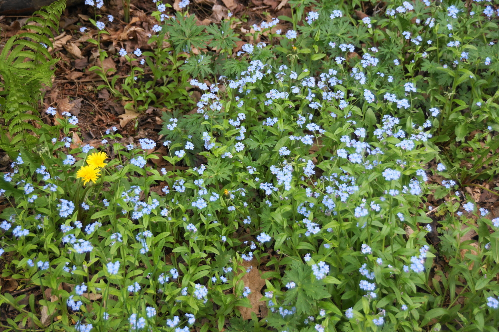 Other bloom types were achieving high density, too.