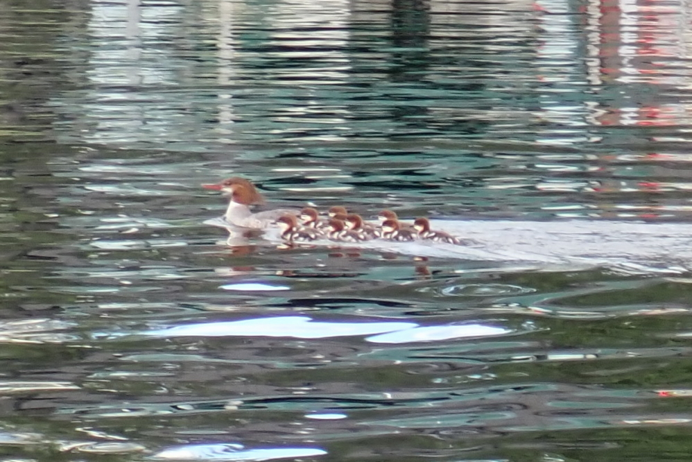 Lake Lucerne
