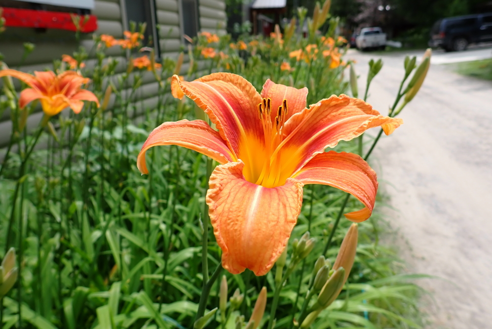 Back at Knott Lane, the tiger lilies are in peak flower.