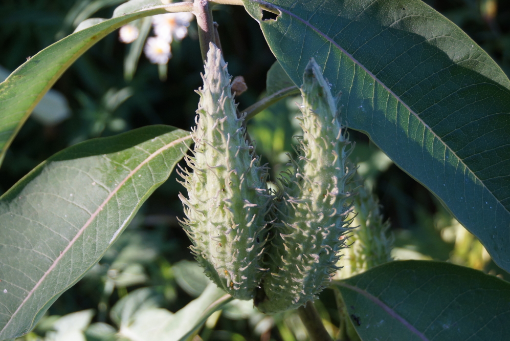 For the last several falls, now including this one, the lake area has had a bumper crop of milkweed pods. 