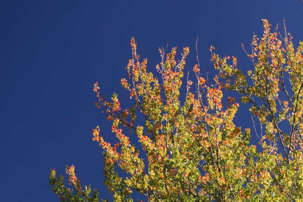The trees, the maples in particular, grew more colorful as the week progressed.