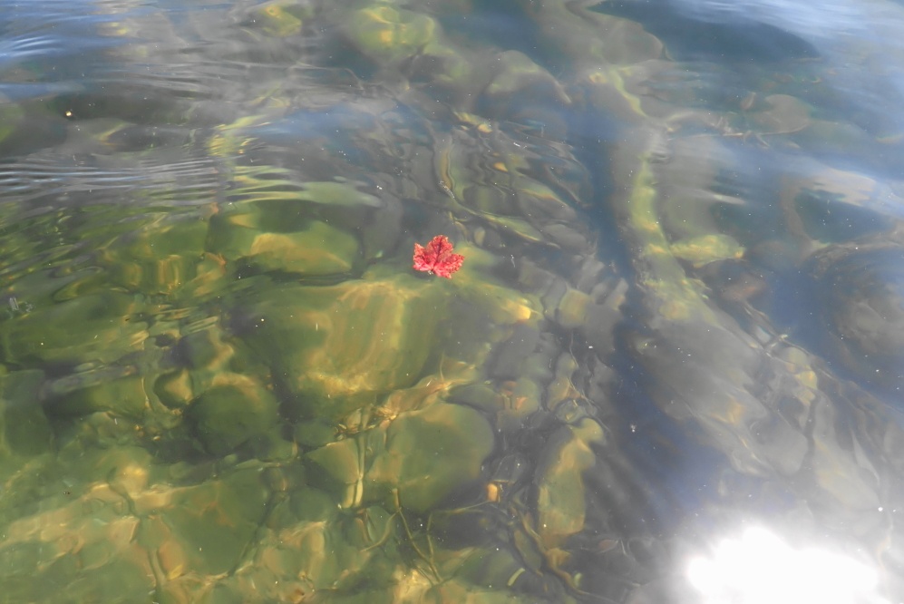 The lake water is very clear with just a bit of fall floating on top.