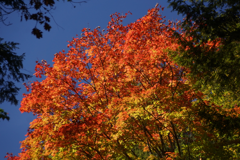 There were some good reds, too. There's still a lot of green, but that should change soon.