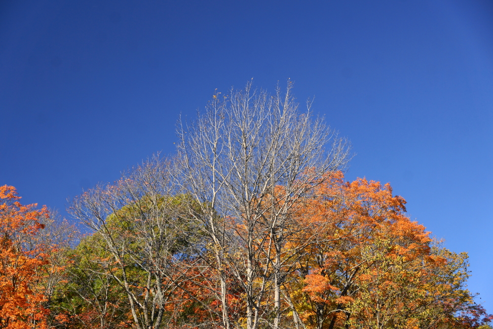 The ones that peaked prior to last week have their winter colors on.