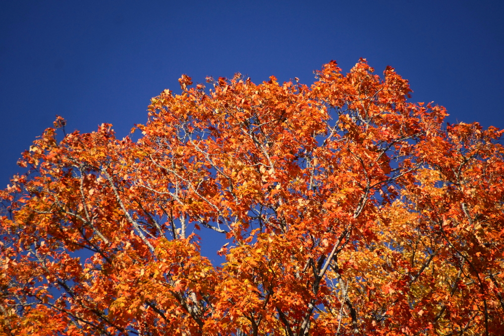 Many trees finally got their peak color on.