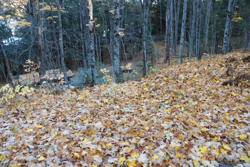 By the weekend, the remaining color was in big, crunchy piles on the forest floor.