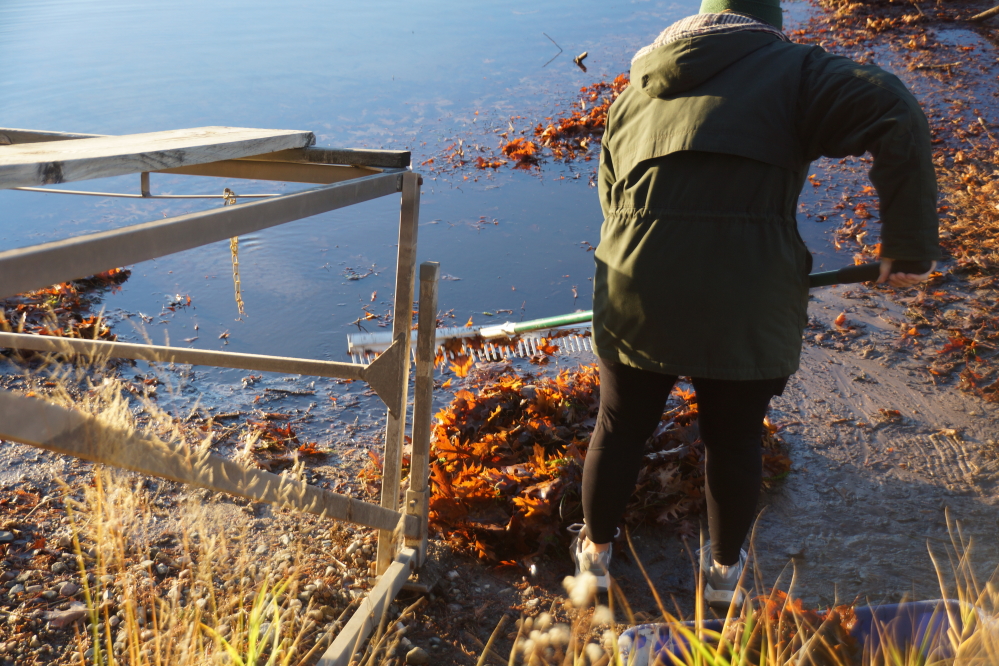 Most of the autumnal tree color seems to have found its way into the lake. More specifically the north shore of the lake. We mined quite a bit of it before we got down to sand.