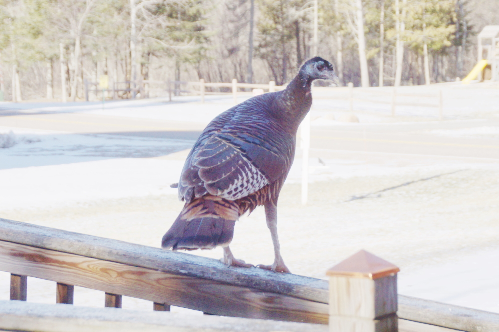 The turkeys on the north end of the lake have started a disturbing new trend of perching on deck rails so they can look you in the eye while demanding tribute.