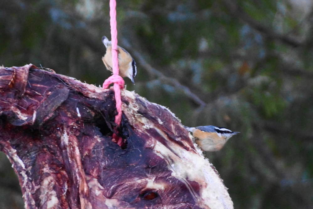 The deer shaped suet feeder hung on Knott Lane is a big hit with the tiny feathered crowd.