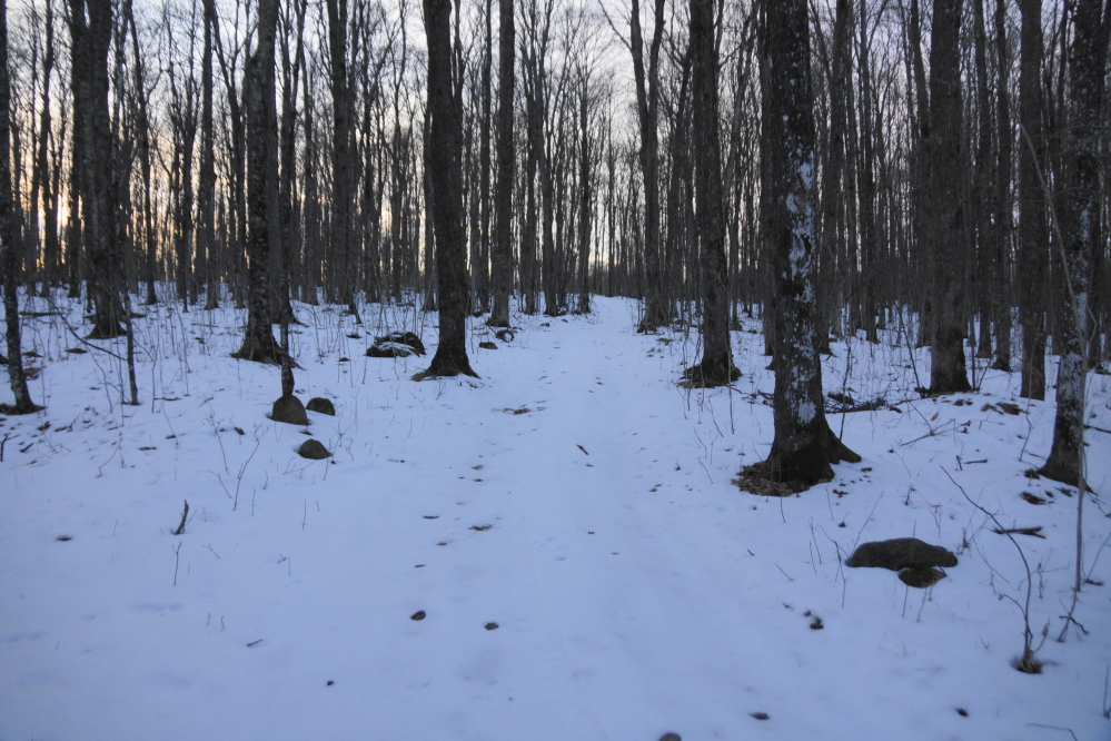 We got a few inches of snow near and on the weekend. Snowshoes are still not needed to traverse the tapping fields.