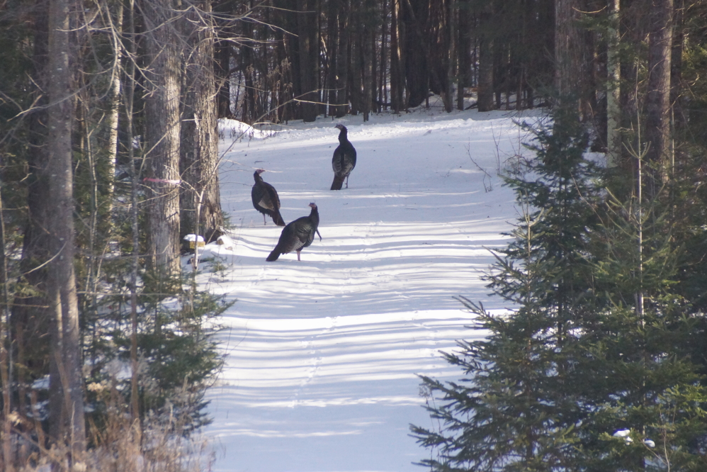 When not pooping up decks, the north end's turkeys are now blocking driveways.
