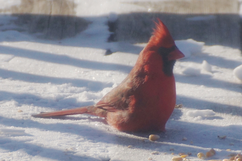 You know it's cold when birds plop down in the snow rather than stand in the cold.