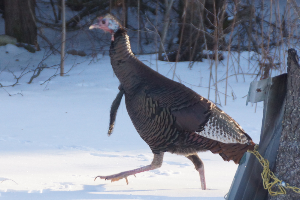 The deepest cold of the week brought many turkeys to the Bar's yard.