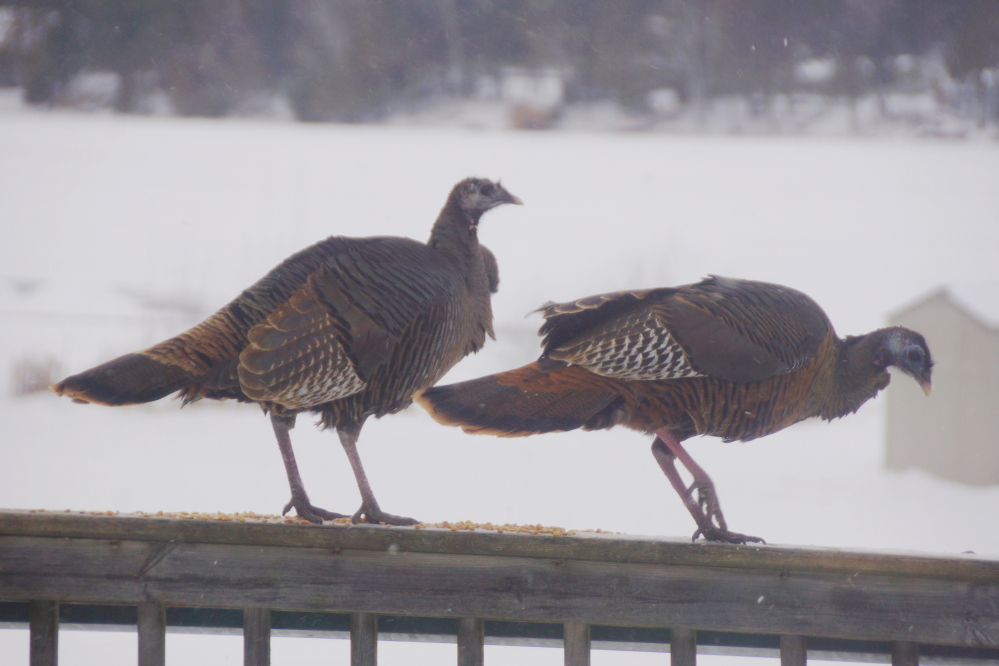 A handful of corn brought them to the Bar's deck, too.