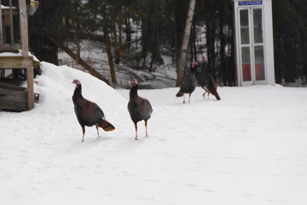 As the big birds waddled around and sank into the drifts, it was noted that all the little snow falls have added up to a decent base.