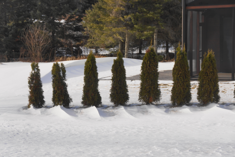 The snow would deposit behind anything poking up above the ground. Some of the drifts were impressive.