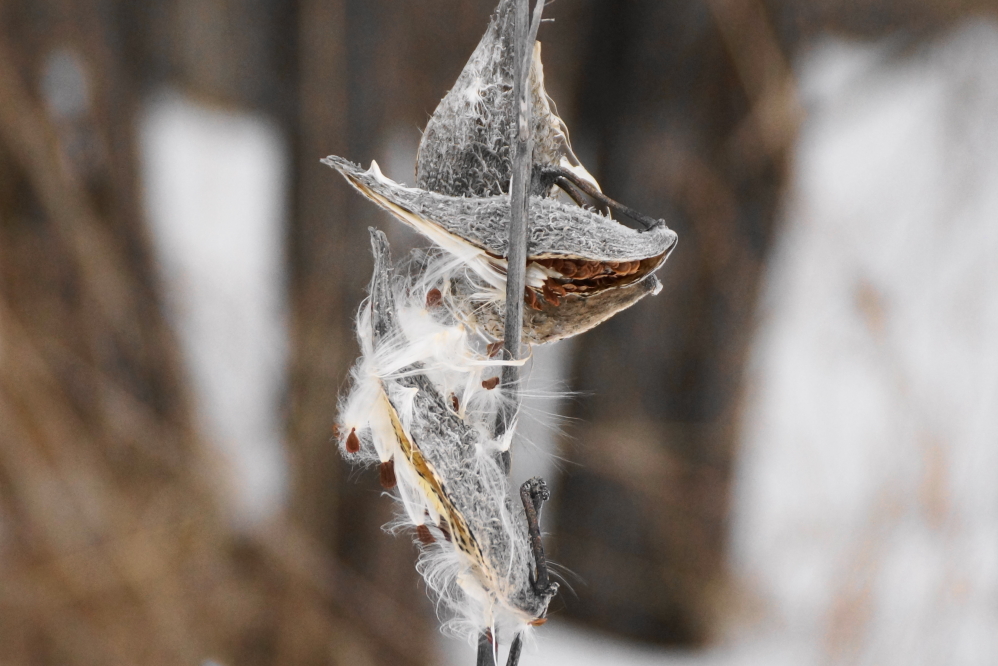 So far this year, even with the drifts, there's not enough snow to cover what's left of last year's milkweed pods.