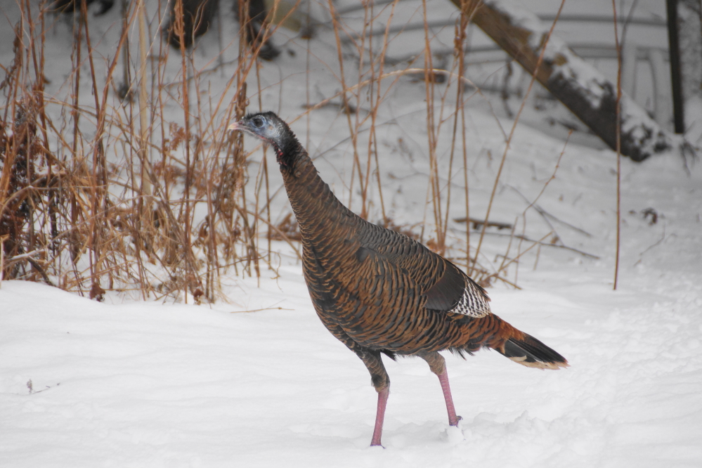 The north end turkeys seemed to enjoy the warmer temperatures and light snow.