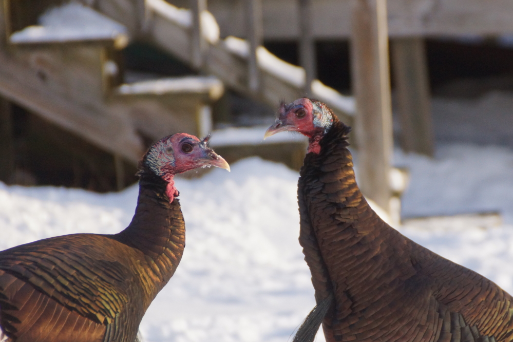 Again, the north end turkeys were no help with any facet of the event.