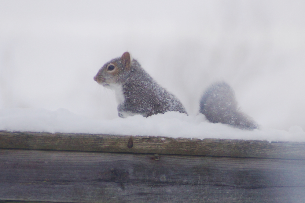 There seemed to be more squirrel last week. It had to be due to the longer days. It sure didn't have anything to do with warmth.