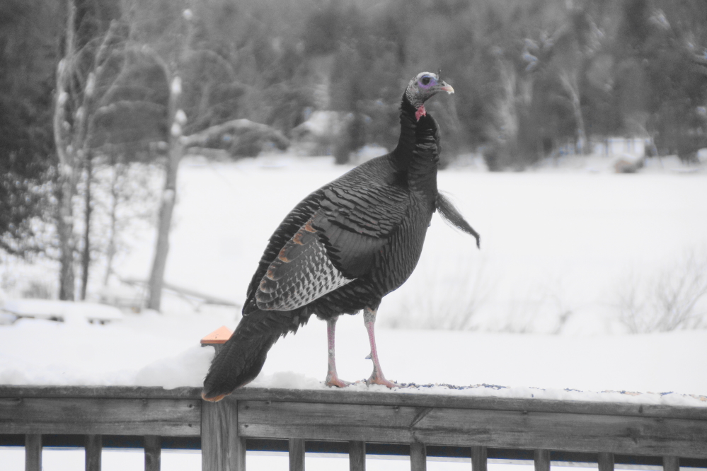 During the entirety of last week, the north end's wild turkeys were big, active, and seemingly immune to the cold.
