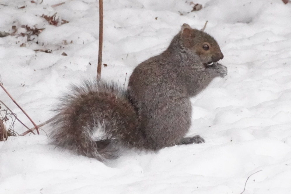 Local squirrels were active/evil for both the warm and cold parts of last week.