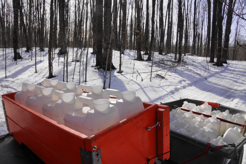 Lows below freezing and highs in the 40s°F make them maples run. On Monday, we starting collecting all those drops.