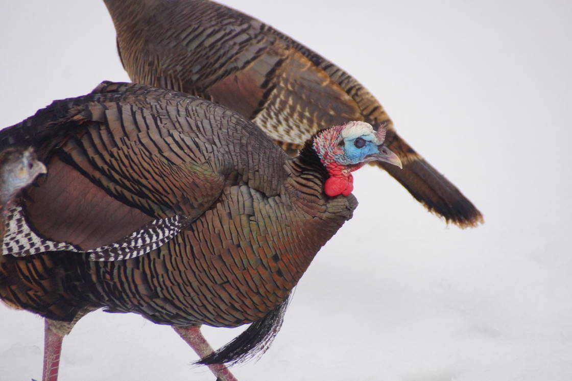 The north end's turkey population seemed unfazed by all the ice.