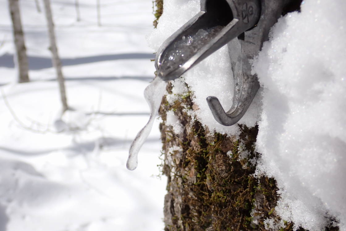 The below normal cold, running maples, and wind made for some creative bearding of the taps.