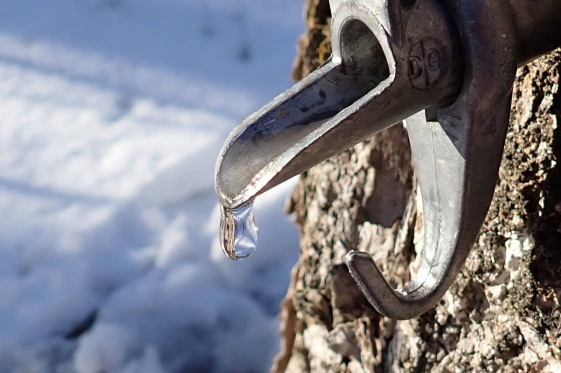 By mid-week, the sap was liquid again and the maples were dripping. We collected over 1,000 gallons before the ice.