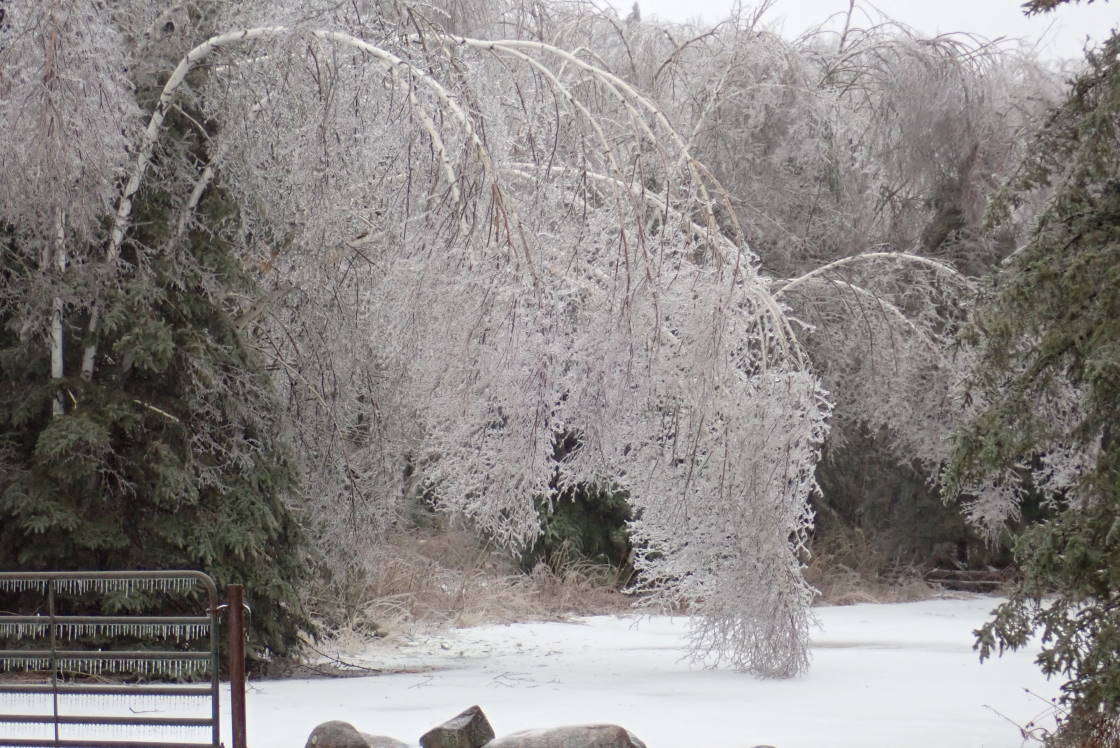 The ice got thick enough to push many trees to the breaking point.
