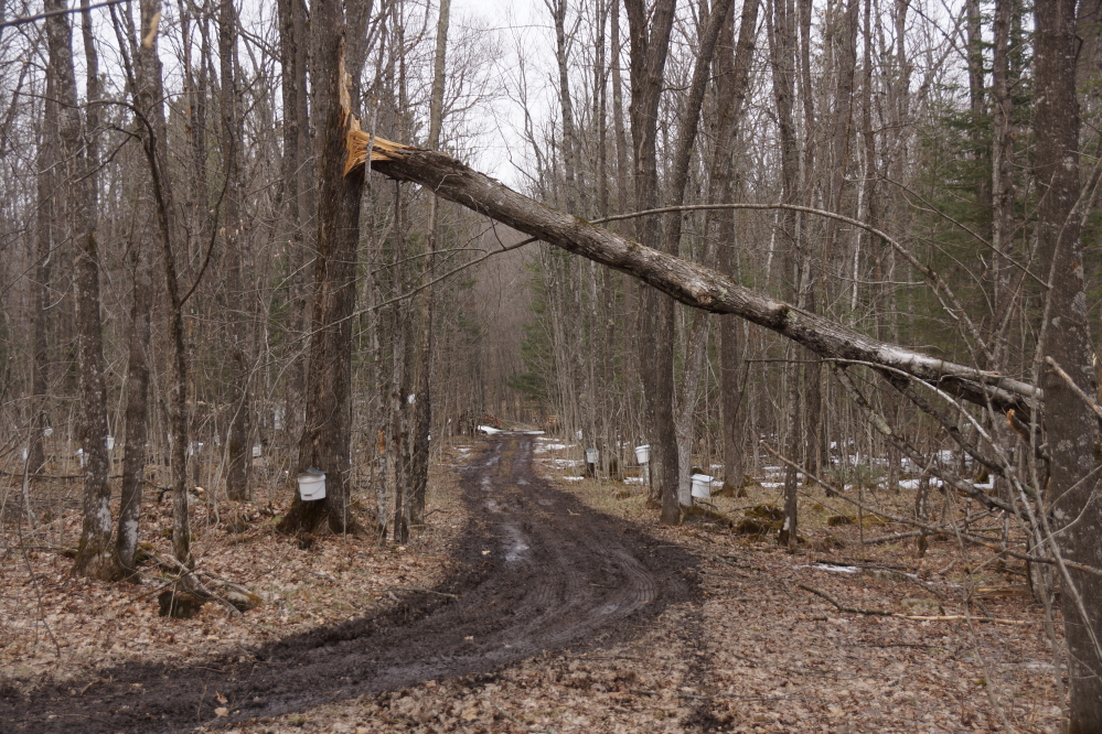 It warmed up by the weekend. The snow in the sugarbush was replaced by mud.